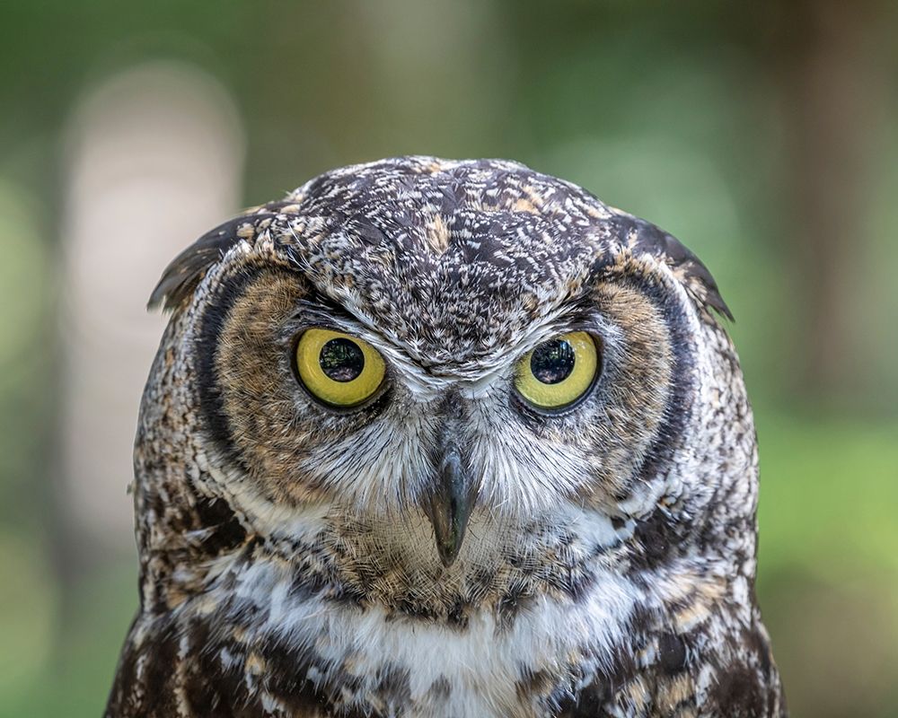 Alaska-Sitka Great horned owl at Alaska Raptor Center